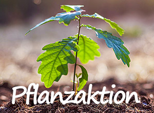 Pflanzaktion